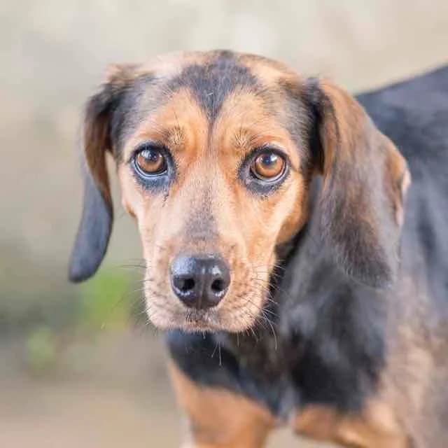 Chita, female 3yo Dachshund for adoption at SPA de Loire Atlantique, Nantes