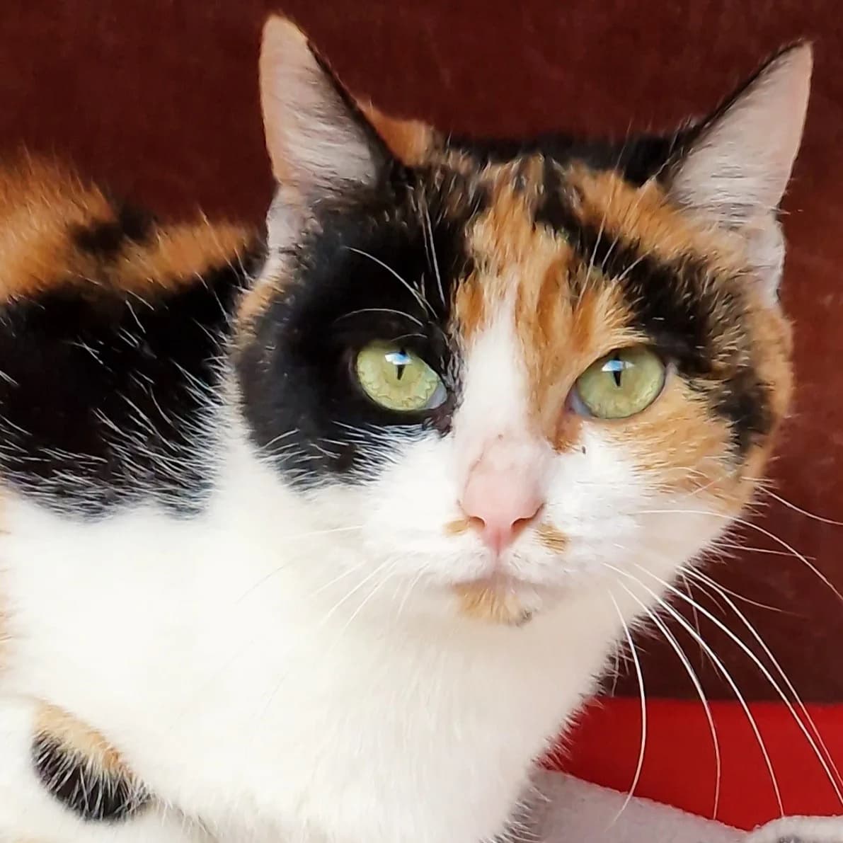 Minouche, Mixed Breed for adoption at SPA de Loire Atlantique, Nantes