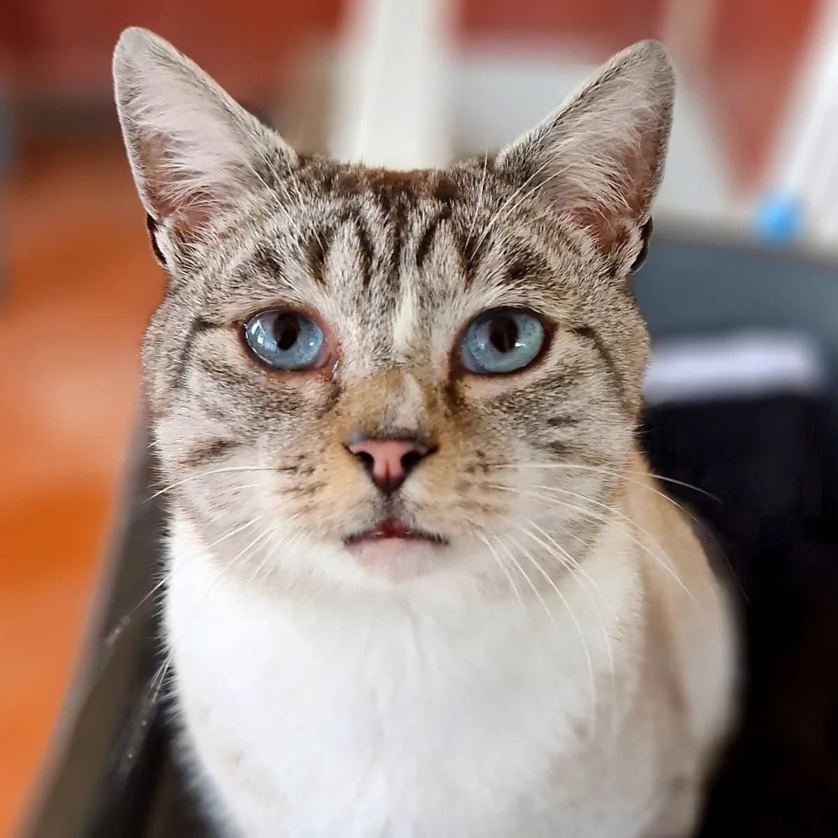 Serum, Mixed Breed for adoption at SPA de Loire Atlantique, Nantes