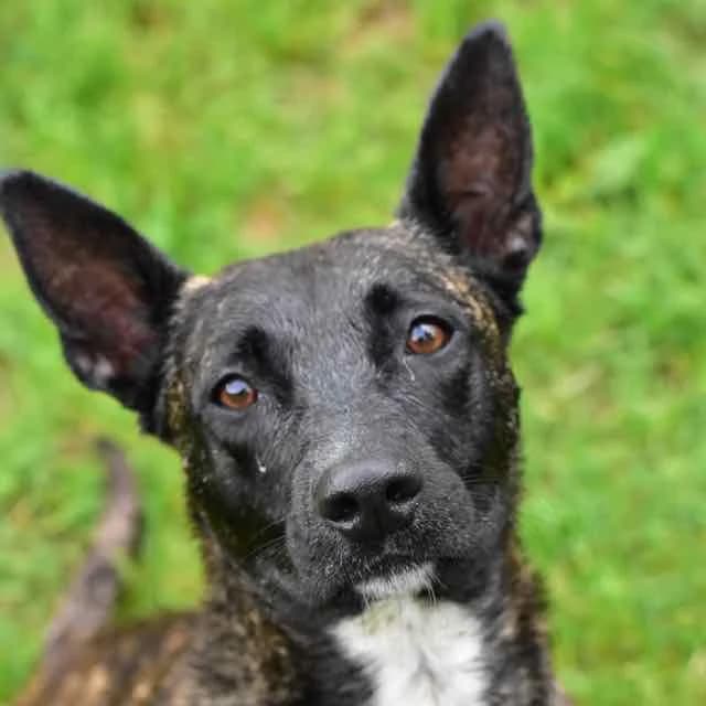 Yuki, mixed breed for adoption at SPA de Loire Atlantique, Nantes