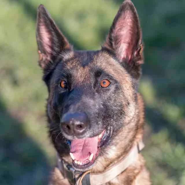 Malo, female 3yo mixed breed for adoption at SPA de Loire Atlantique, Nantes