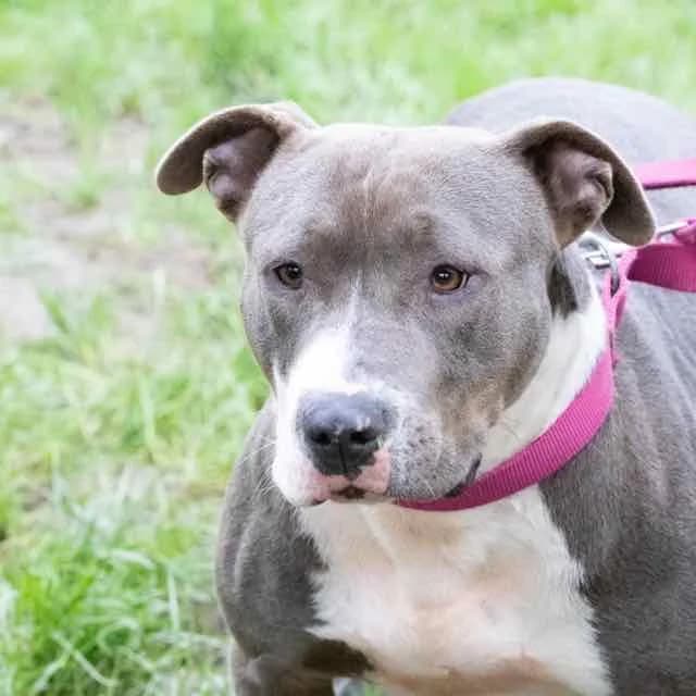 Ela, Mixed Breed for adoption at SPA de Loire Atlantique, Nantes
