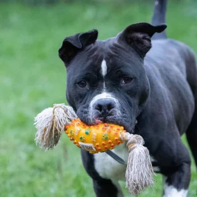 Boyka, 4yo Staffordshire Bull Terrier for adoption at SPA de Loire Atlantique, Nantes