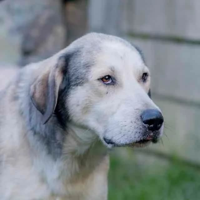 Ragnard,  3yo mixed breed for adoption at SPA de Loire Atlantique, Nantes