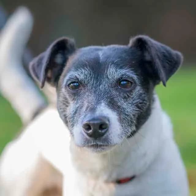 Djack, Mixed Breed for adoption at SPA de Loire Atlantique, Nantes