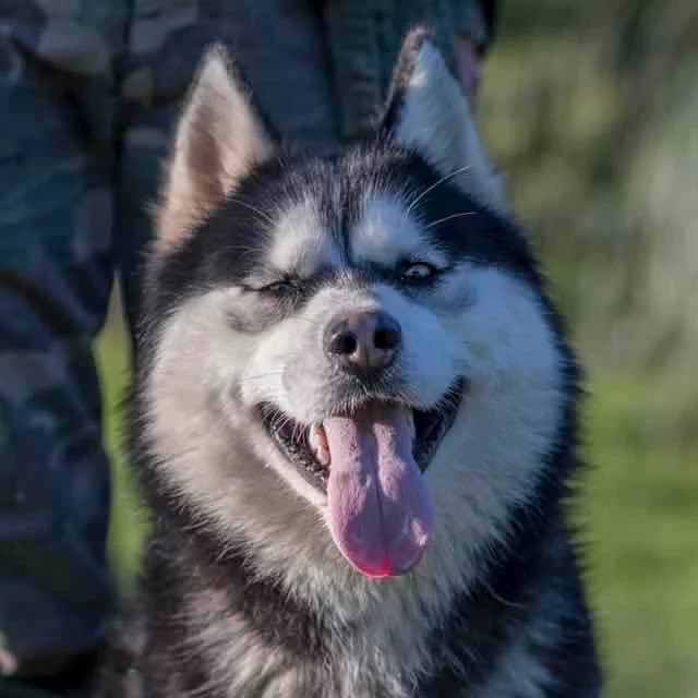 Mjolnyr, Mixed Breed for adoption at SPA de Loire Atlantique, Nantes