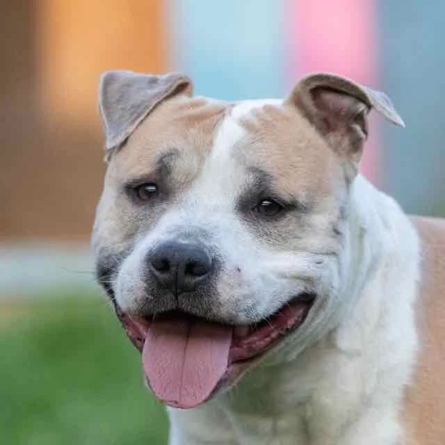 Cofy,  Mixed Breed for adoption at SPA de Loire Atlantique, Nantes