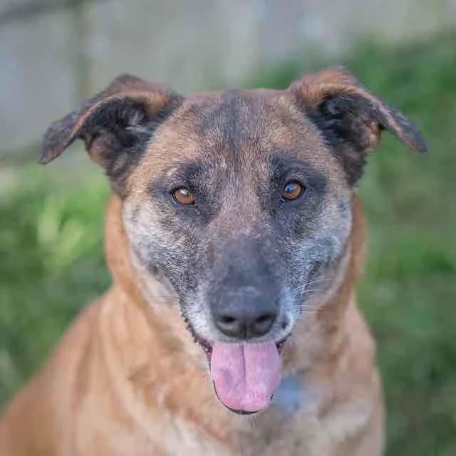 Veolia,  Belgian Malinois for adoption at SPA de Loire Atlantique, Nantes