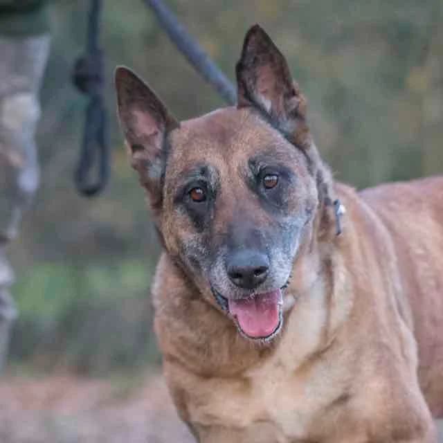 Sacha,  Mixed Breed for adoption at SPA de Loire Atlantique, Nantes