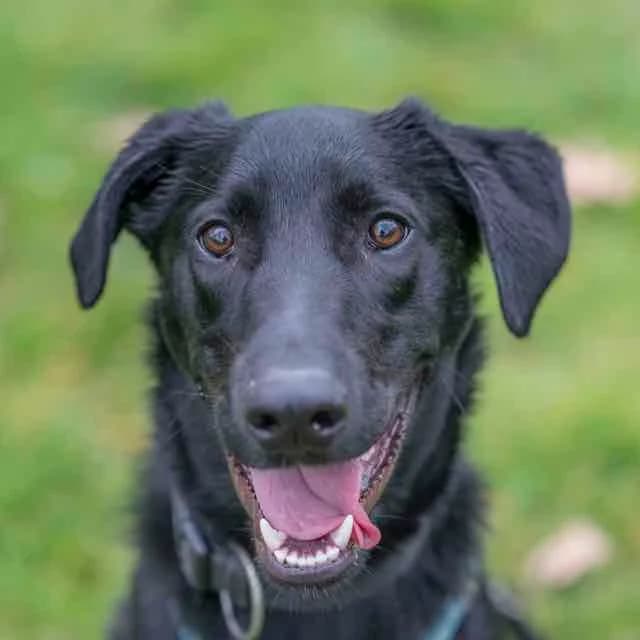 Urso,  mixed breed for adoption at SPA de Loire Atlantique, Nantes