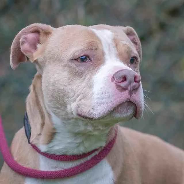 Sylka, female 3yo American Bully for adoption at SPA de Loire Atlantique