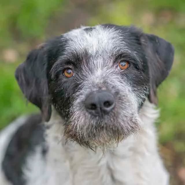 Pimprenelle,  mixed breed for adoption at SPA de Loire Atlantique, Nantes