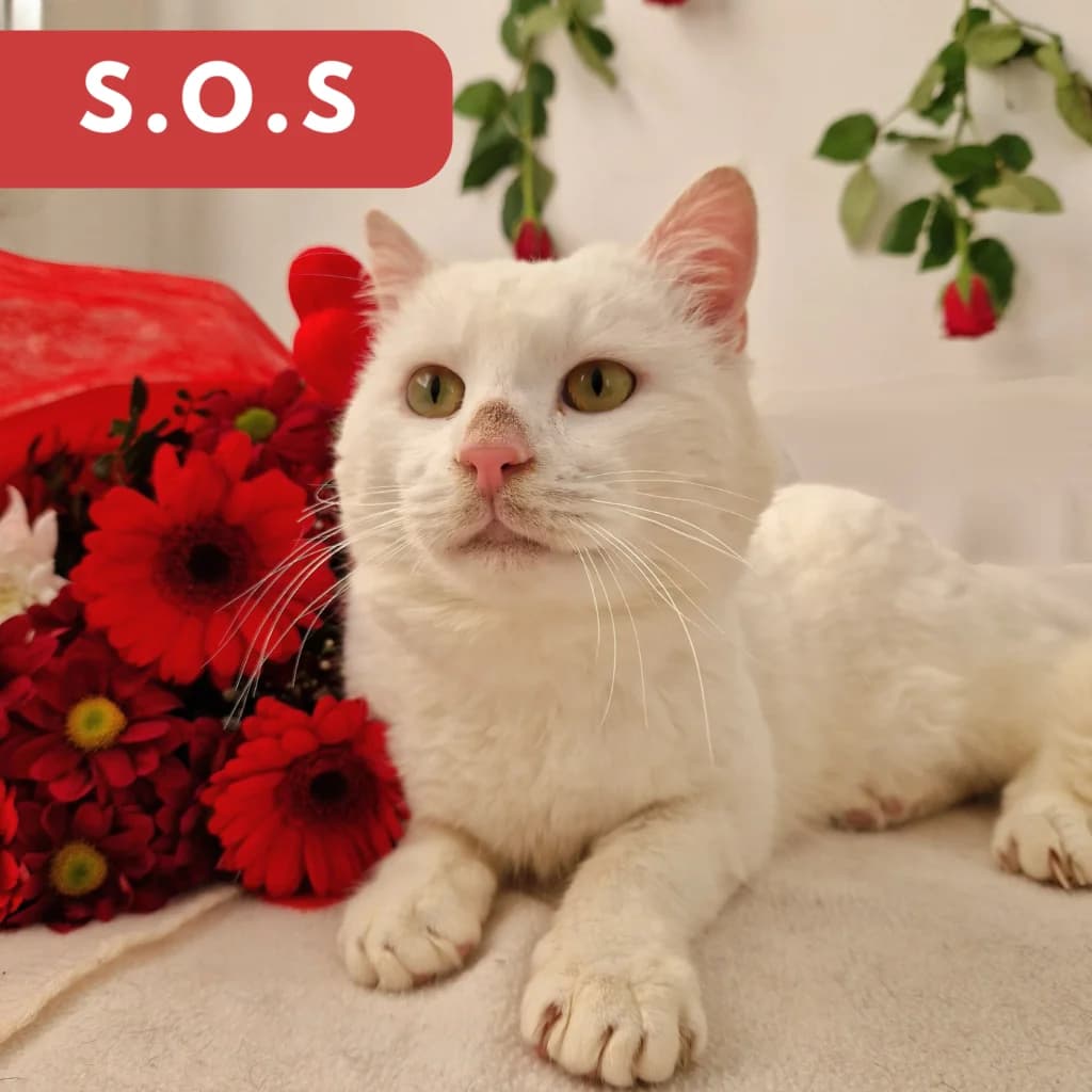 Viso,  Mixed Breed for adoption at SPA de Loire Atlantique, Nantes