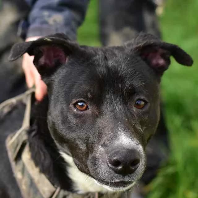 Dumbo, mixed breed for adoption at SPA de Loire Atlantique, Nantes