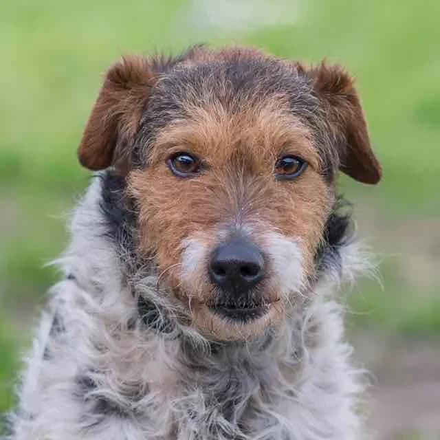 Dunkerque, mixed breed for adoption at SPA de Loire Atlantique, Nantes