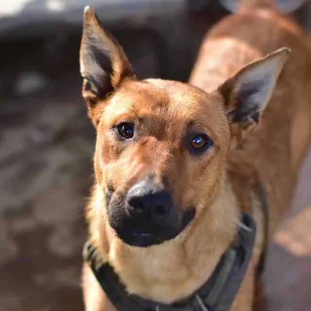 Samba,  Belgian Malinois for adoption at SPA de Loire Atlantique, Nantes