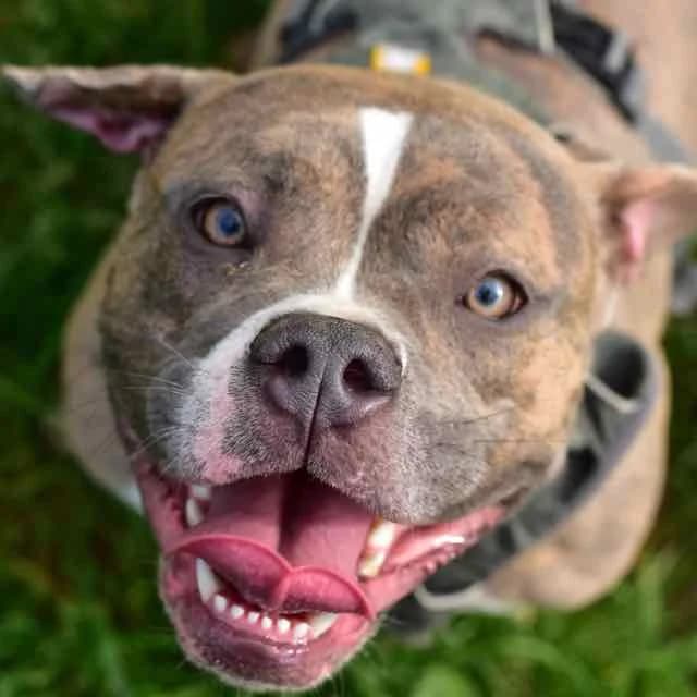 Aretha, Mixed Breed for adoption at SPA de Loire Atlantique, Nantes