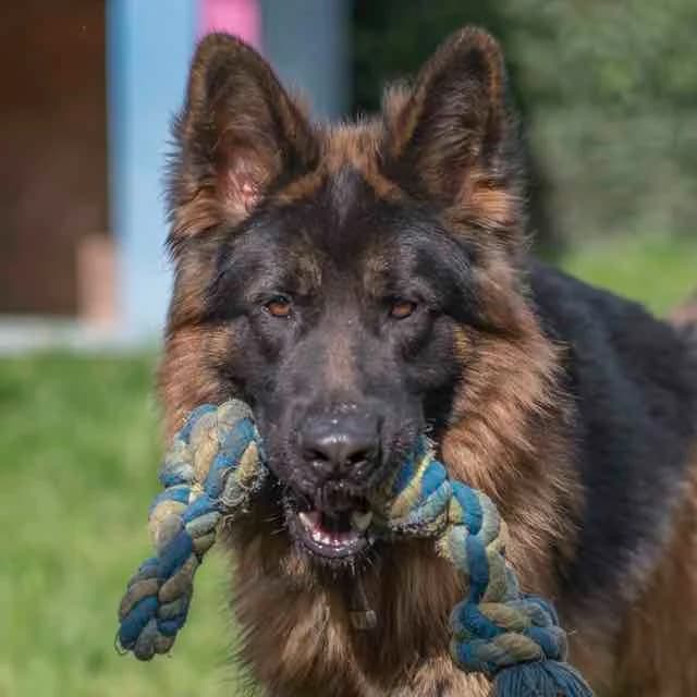 Bob, Mixed Breed for adoption at SPA de Loire Atlantique, Nantes