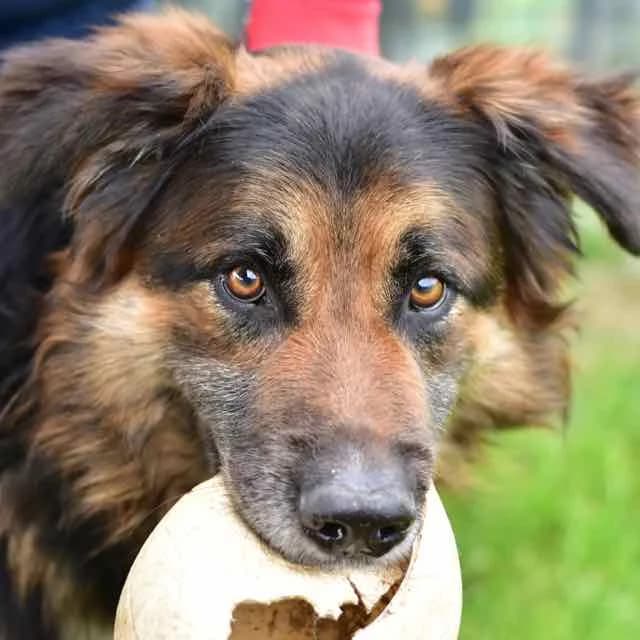 Rush,  senior German Shepherd for adoption at SPA de Loire Atlantique, Nantes
