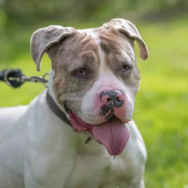 Dyna, Mixed Breed for adoption at SPA de Loire Atlantique, Nantes