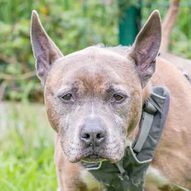 Irocky, male senior Mixed Breed for adoption at SPA de Loire Atlantique, Nantes