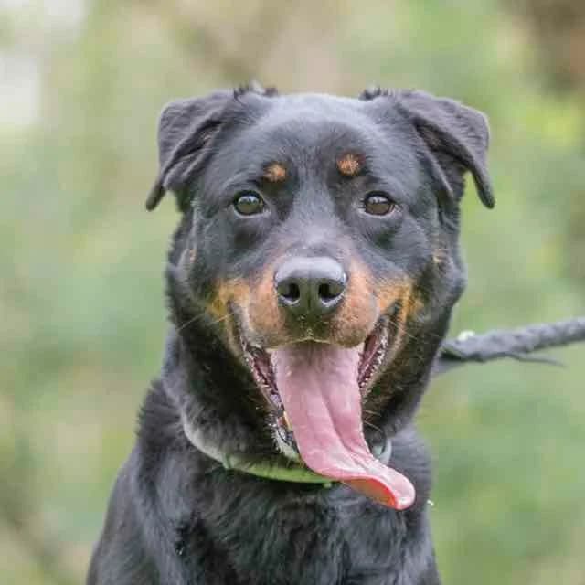 Louky, Mixed Breed for adoption at SPA de Loire Atlantique, Nantes