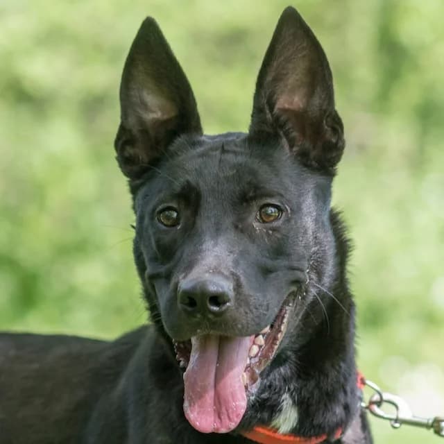 Kheops, mixed breed for adoption at SPA de Loire Atlantique, Nantes