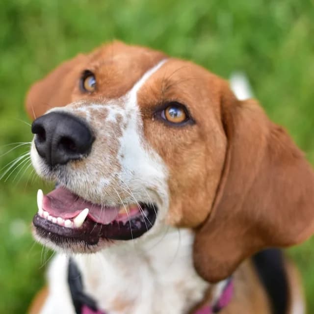 Rooky,  Mixed Breed for adoption at SPA de Loire Atlantique, Nantes