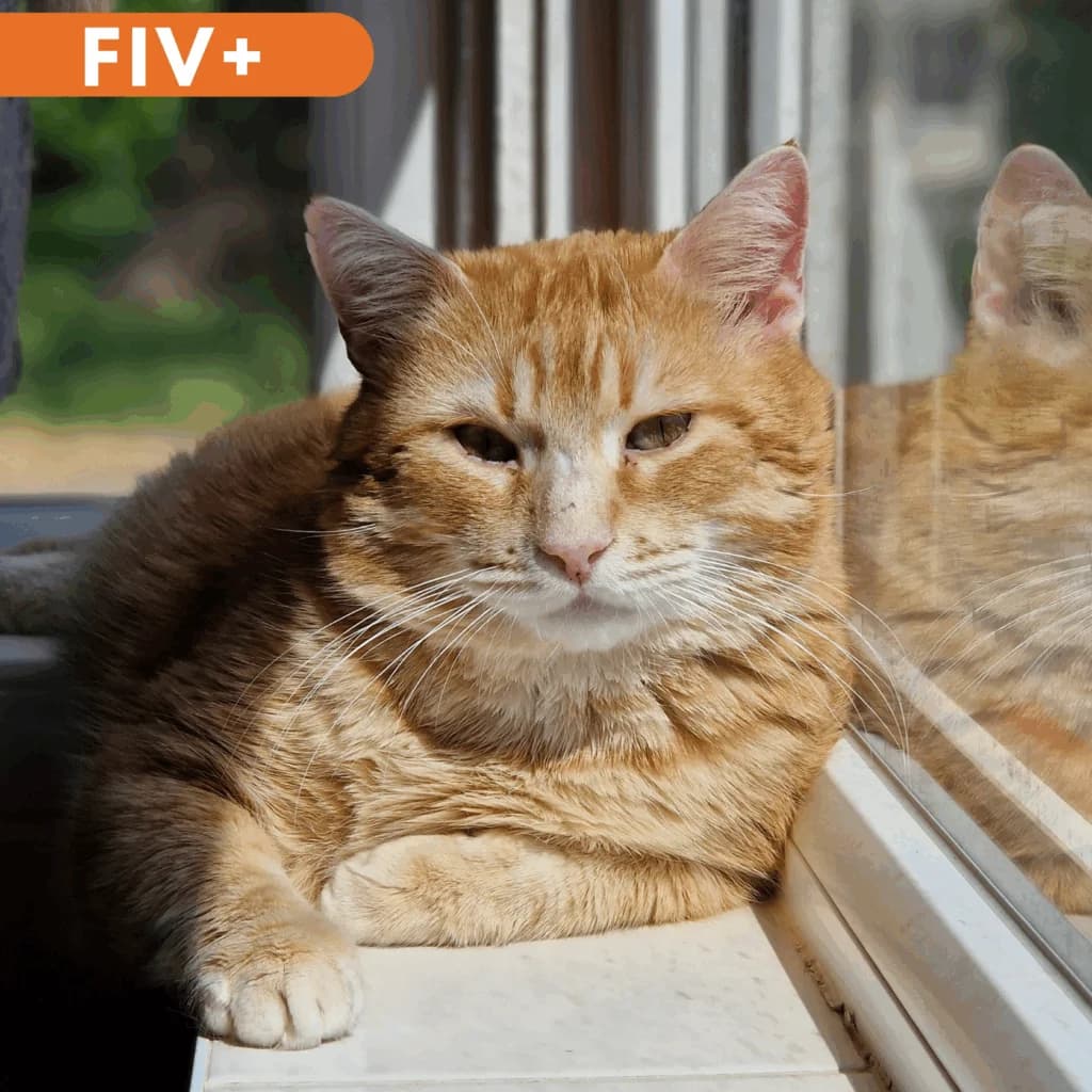 Rodin, Mixed Breed for adoption at SPA de Loire Atlantique, Nantes