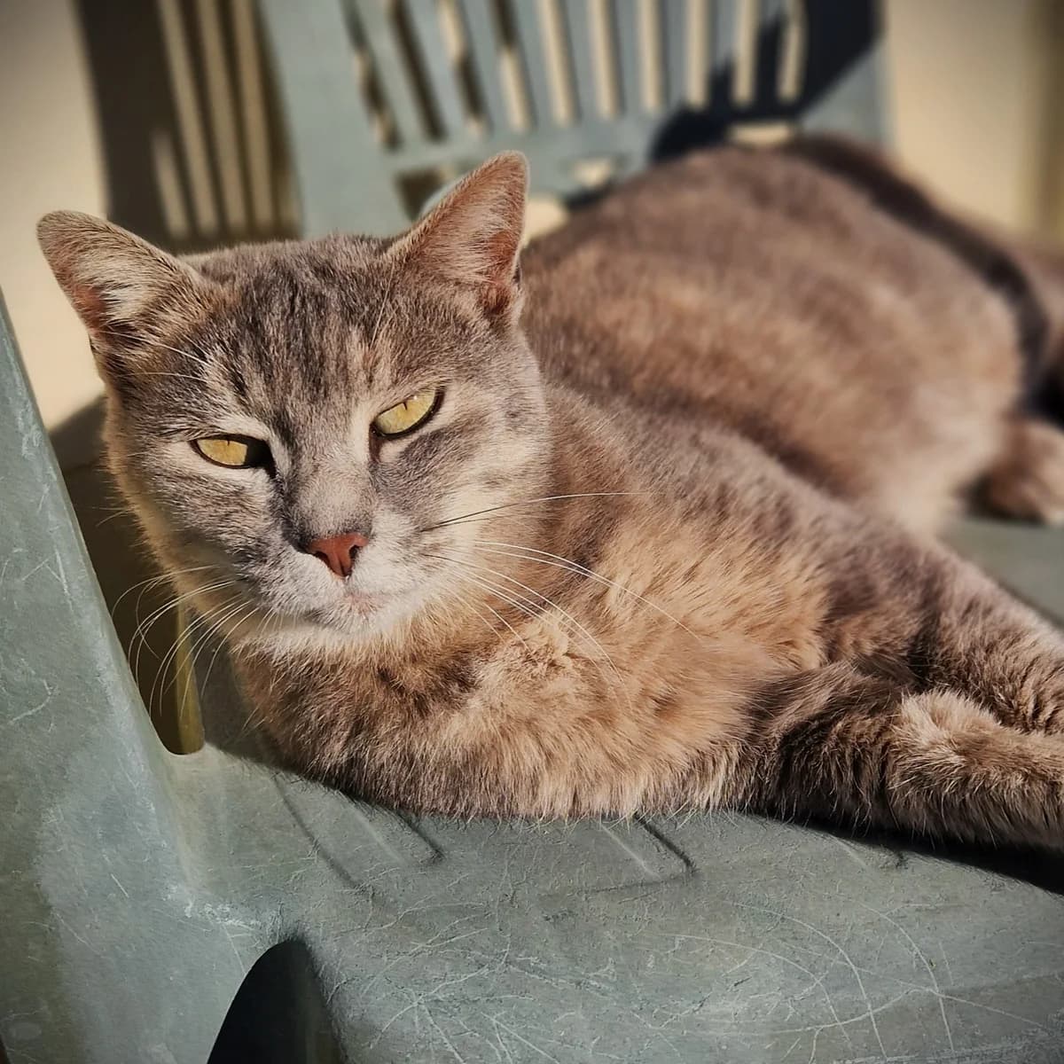 Vittel,  Mixed Breed for adoption at SPA de Loire Atlantique, Nantes