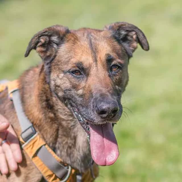 Narco,  senior Belgian Malinois for adoption at SPA de Loire Atlantique, Nantes