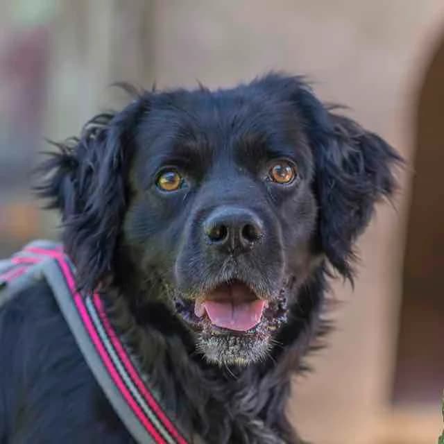 Rambo,  mixed breed for adoption at SPA de Loire Atlantique, Nantes
