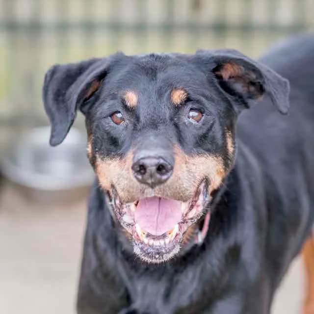 Speculoos, mixed breed for adoption at SPA de Loire Atlantique, Nantes