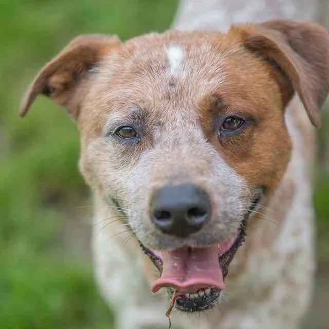 Delichoc, male 5yo mixed breed for adoption at SPA de Loire Atlantique, Nantes