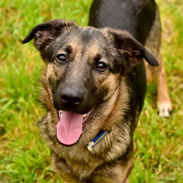 Maya, female young German Shepherd for adoption at SPA de Loire Atlantique, Nantes