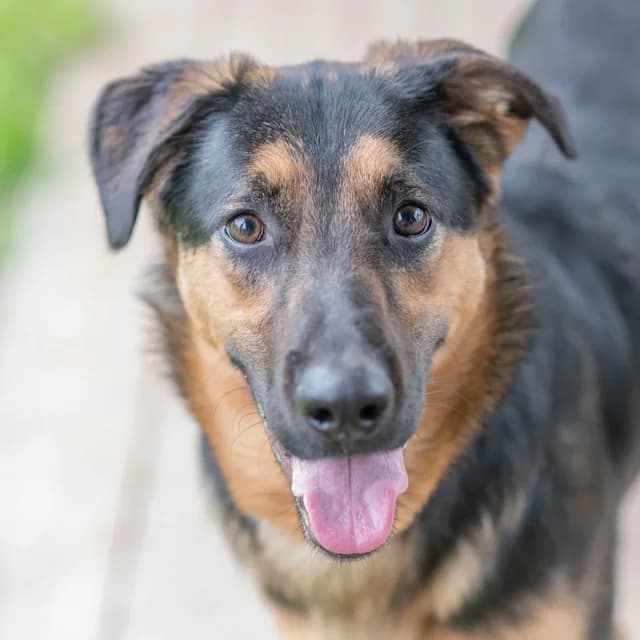 Marco, male young German Shepherd for adoption at SPA de Loire Atlantique, Nantes