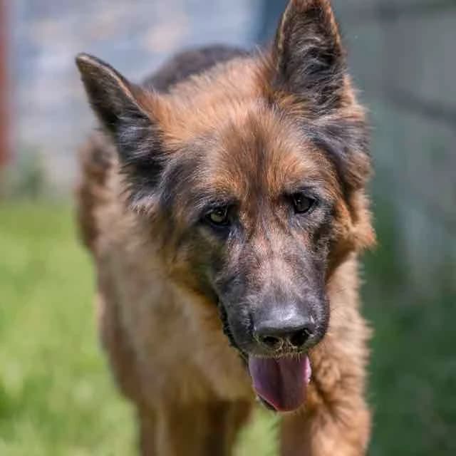 Max, Mixed Breed for adoption at SPA de Loire Atlantique, Nantes