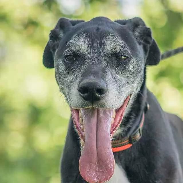 Rocky, Mixed Breed for adoption at SPA de Loire Atlantique, Nantes