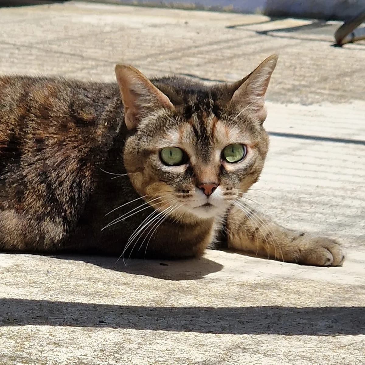Dune,  Mixed Breed for adoption at SPA de Loire Atlantique, Nantes