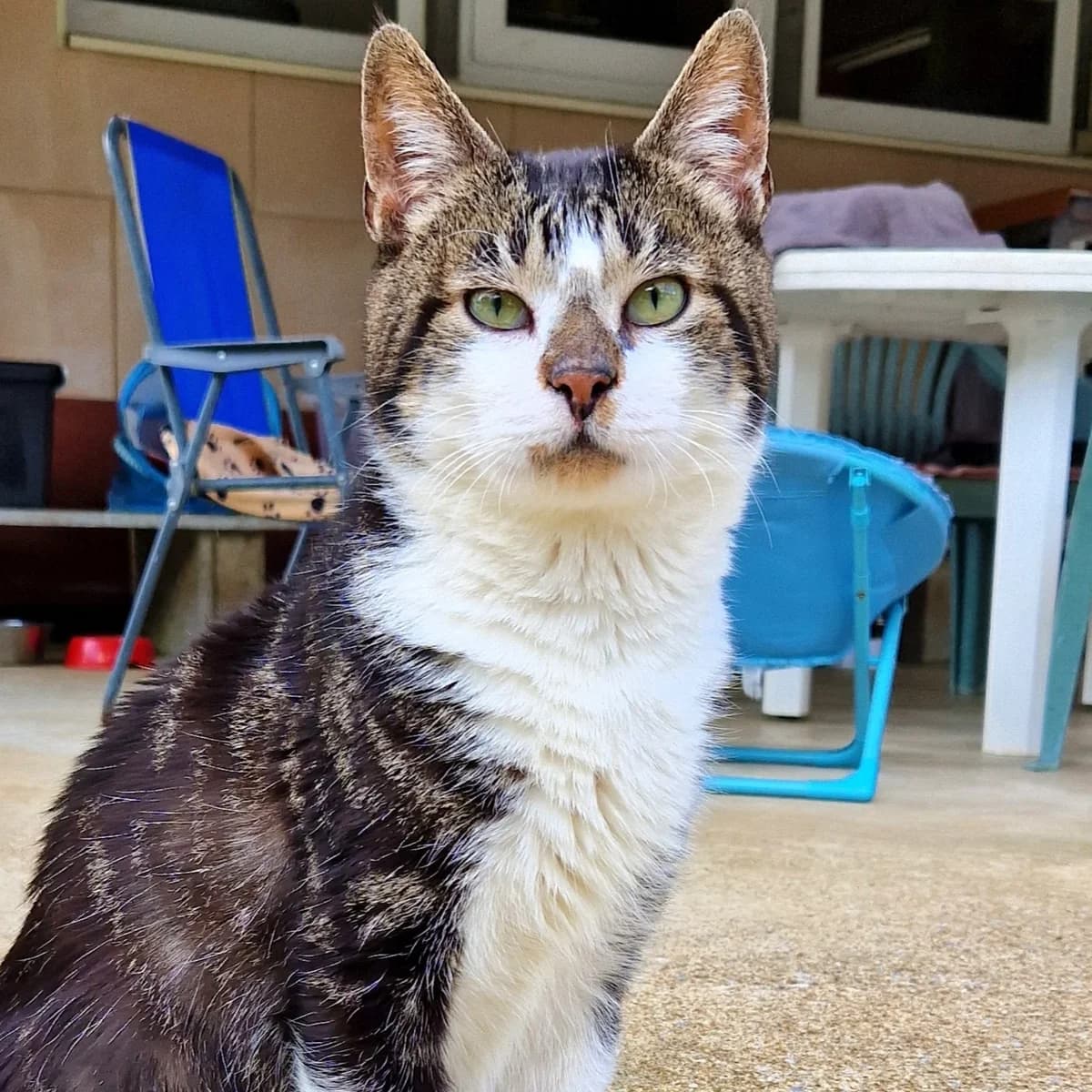 Flegmatique, Mixed Breed for adoption at SPA de Loire Atlantique, Nantes
