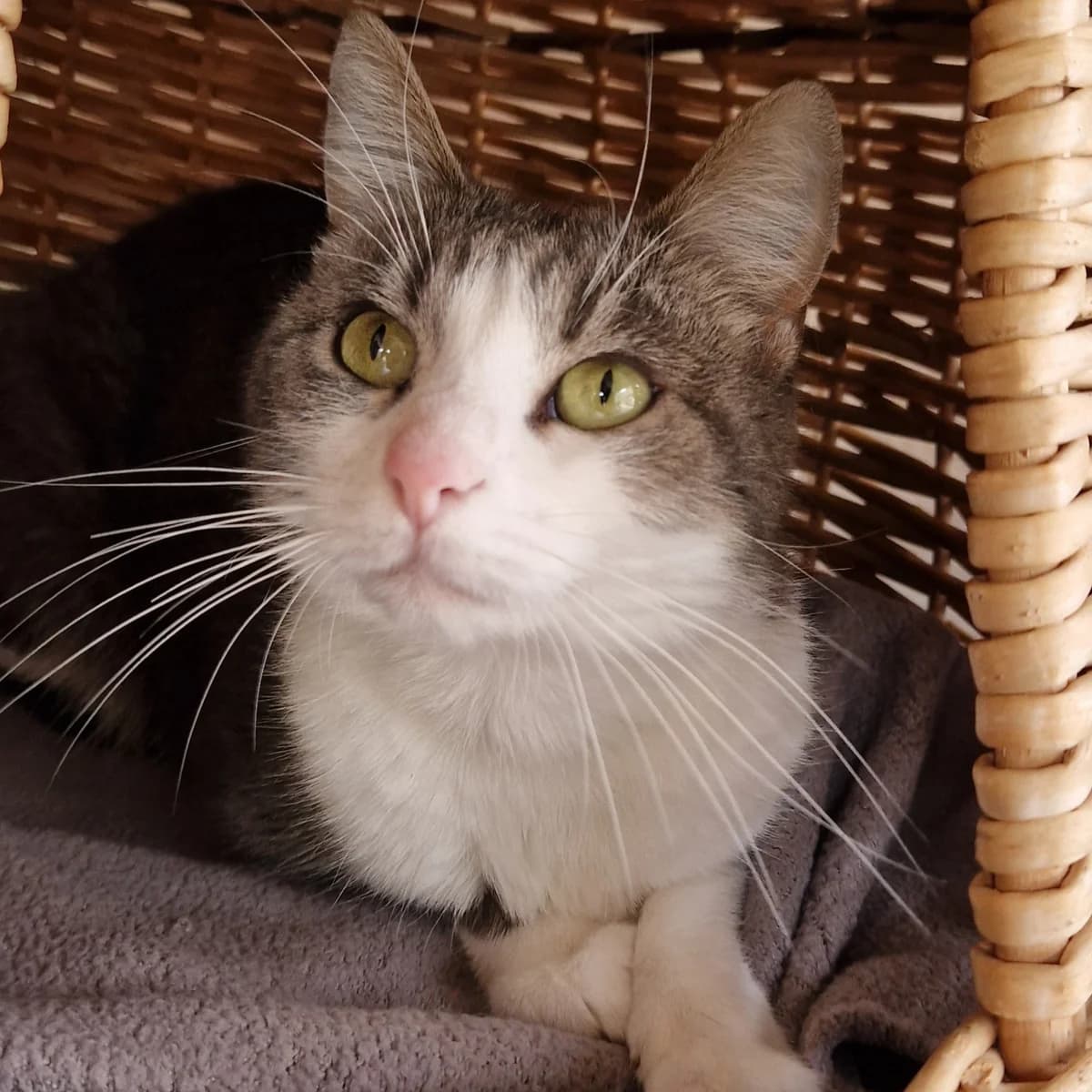 Hildegarde,  Mixed Breed for adoption at SPA de Loire Atlantique, Nantes