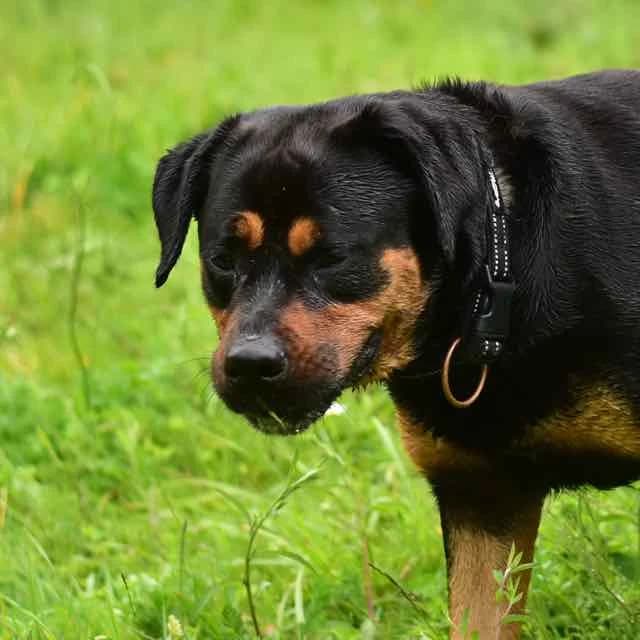 Honey,  Mixed Breed for adoption at SPA de Loire Atlantique, Nantes