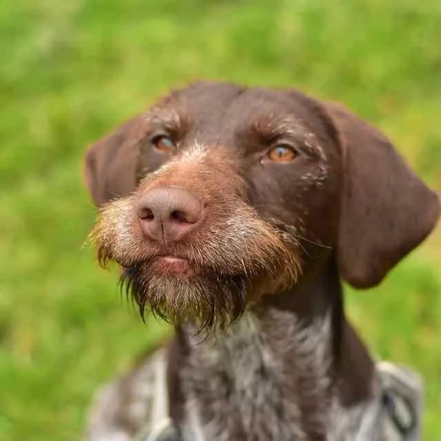 Zaho, Mixed Breed for adoption at SPA de Loire Atlantique, Nantes