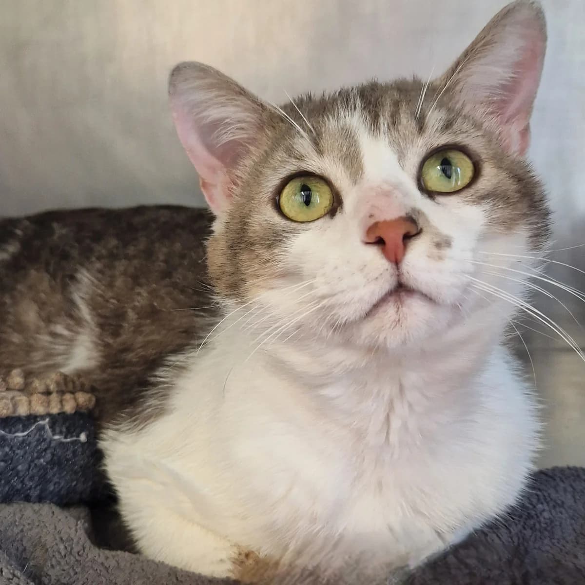 Averell,  Mixed Breed for adoption at SPA de Loire Atlantique, Nantes