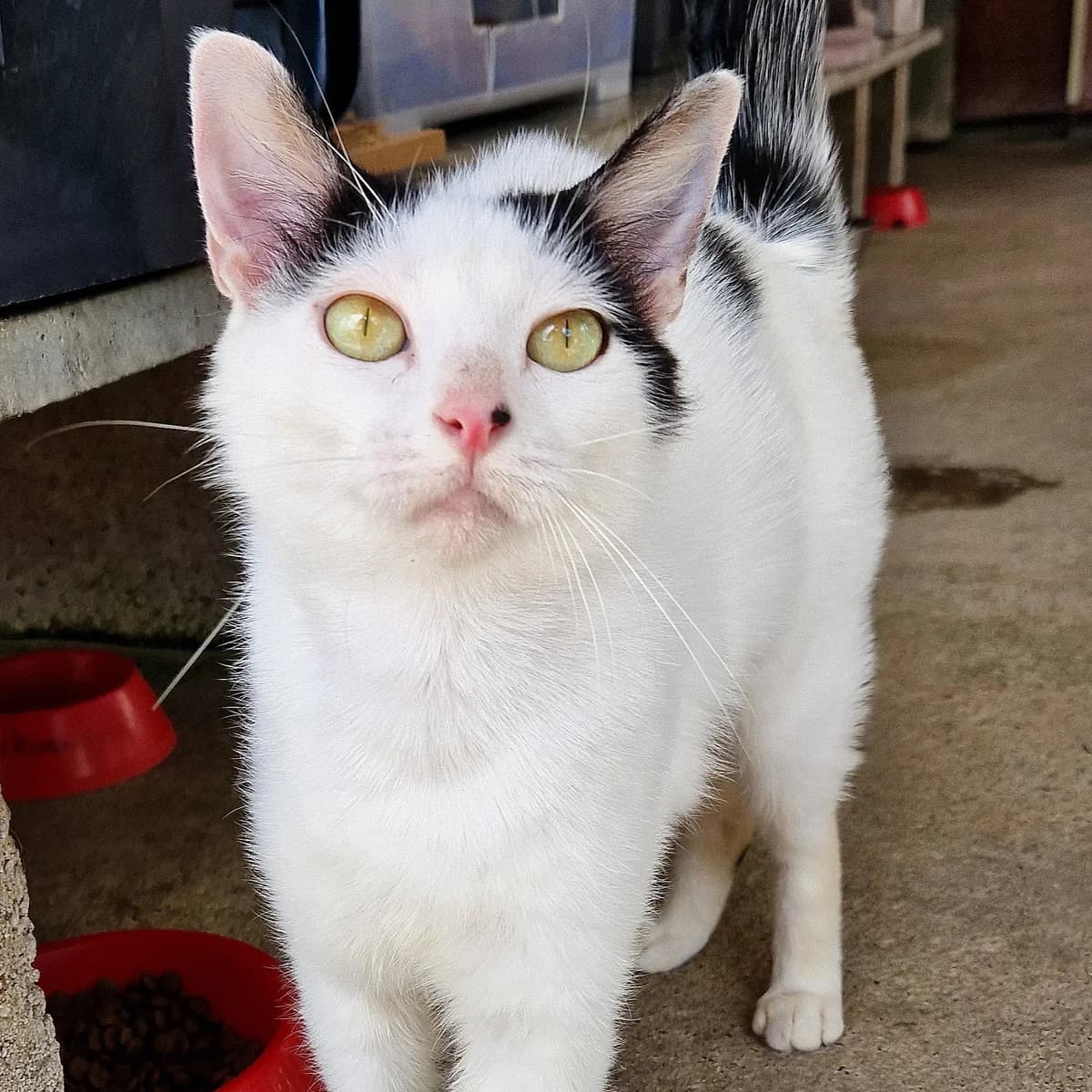 Babayaga, Mixed Breed for adoption at SPA de Loire Atlantique, Nantes