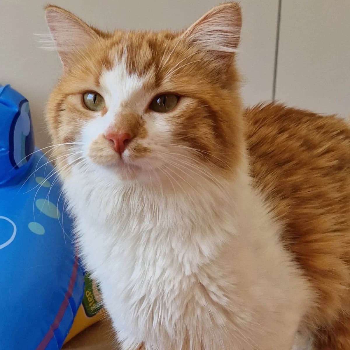 Hank, Mixed Breed for adoption at SPA de Loire Atlantique, Nantes