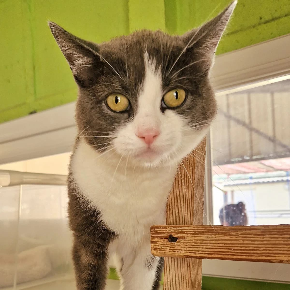 Gadji,  Mixed Breed for adoption at SPA de Loire Atlantique, Nantes