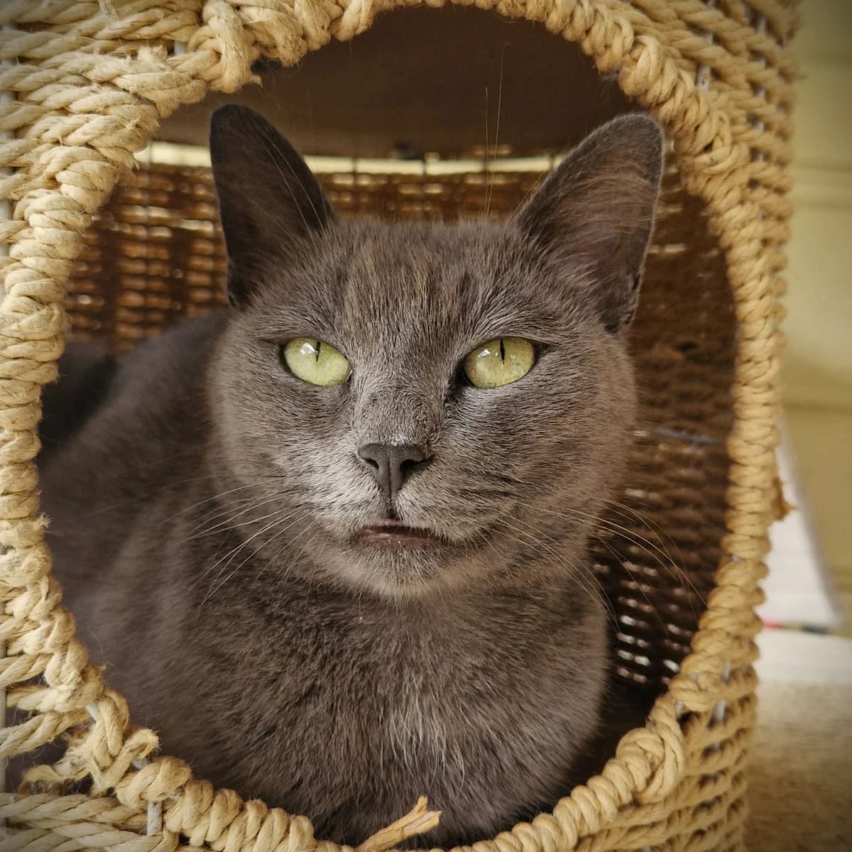 Grisette, Mixed Breed for adoption at SPA de Loire Atlantique, Nantes