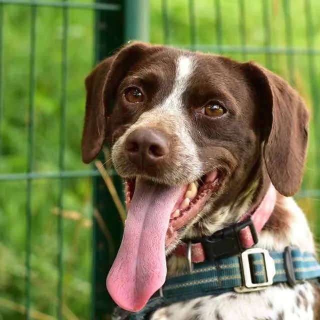 Tcha Tcha Tcha, female young Pointer for adoption at SPA de Loire Atlantique, Nantes