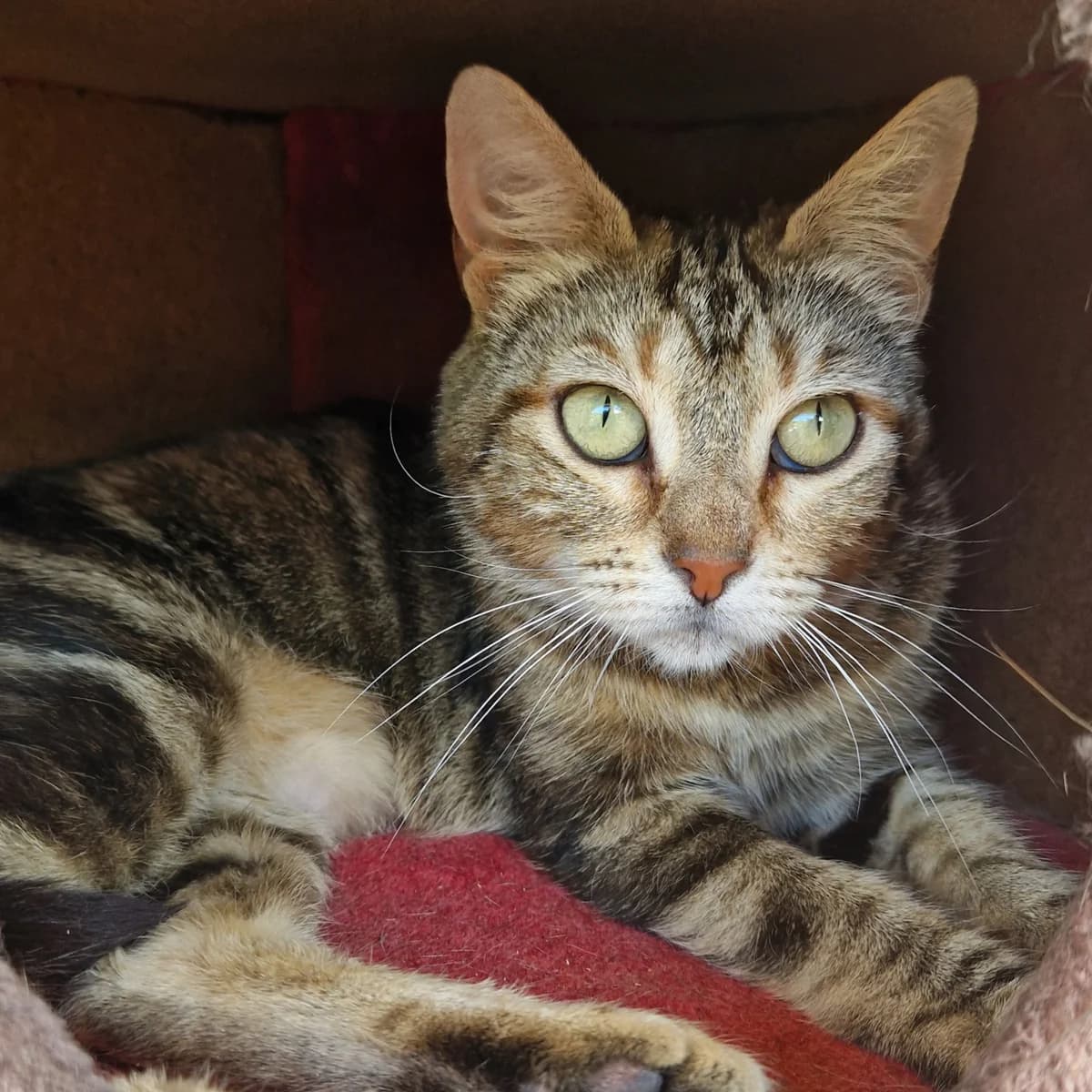 Chihiro, Mixed Breed for adoption at SPA de Loire Atlantique, Nantes